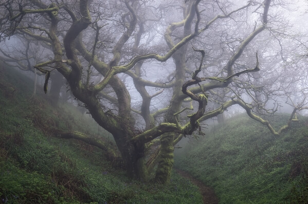 Taken in April 2018, and whilst a couple of weeks early for the bluebells, the misty conditions were just perfect for the emphasizing this twisted and gnarled tree, situated below the ramparts.