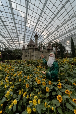 images of Singapore - Flower Dome