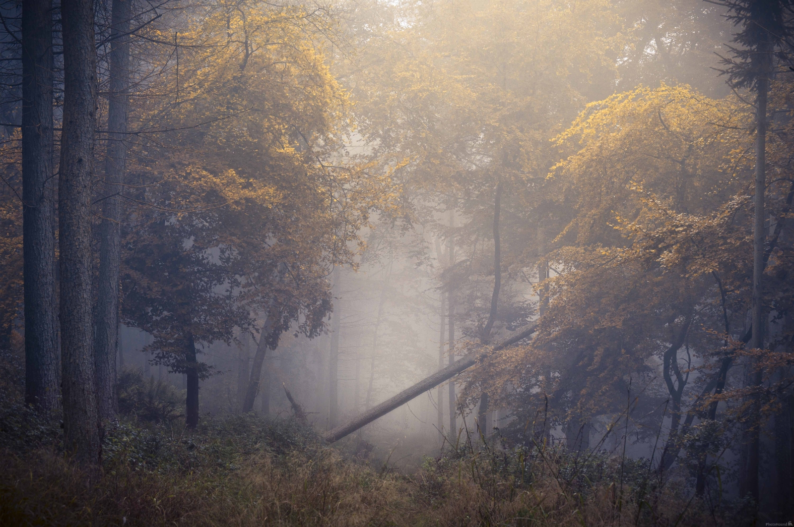 Image of Kings Wood by Chris Frost