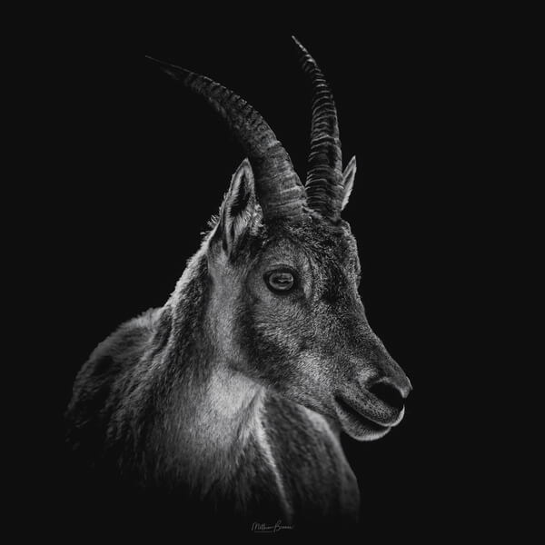 Goat - processed with a fine art look