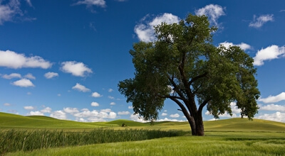 images of Palouse - Tennessee Flat Road Lone Trees