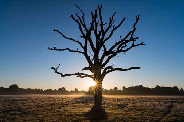 This lone dead tree is just 100 yards south of Heron Pond and is well photographed. This shot is an early morning sunburst with a lifting fog in the background. The tree is sometimes visited by groups of deer or birds.