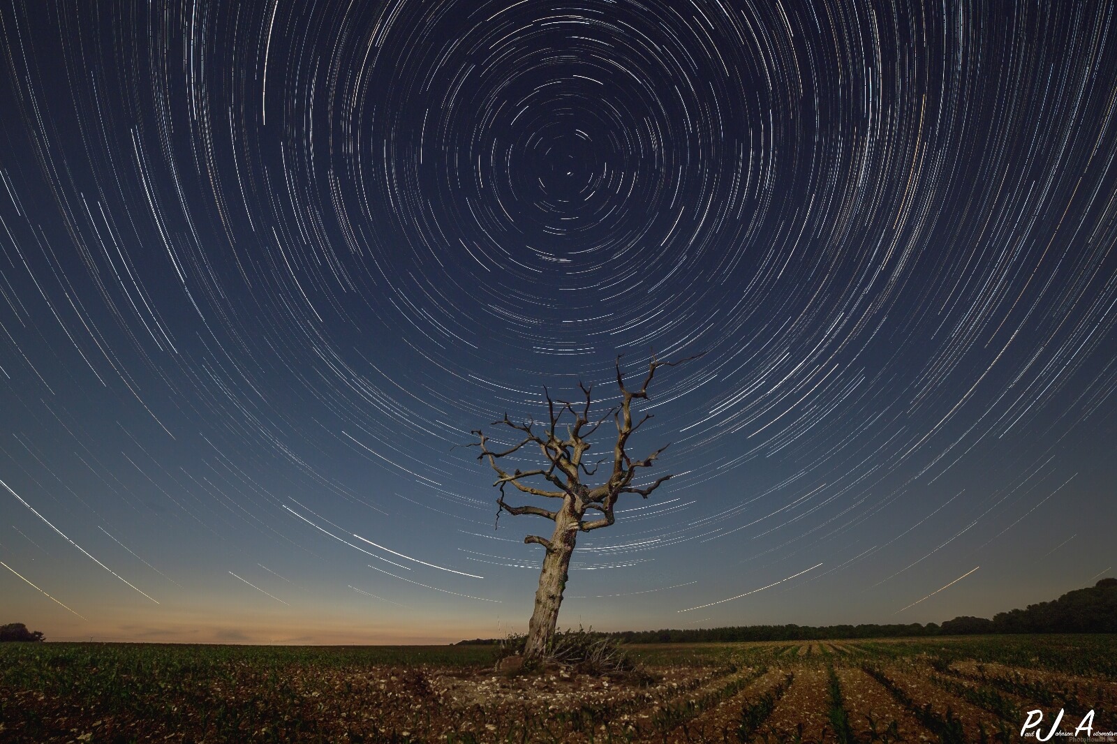 Image of   Lone Tree At Tarrant Monkton by Paul Johnson