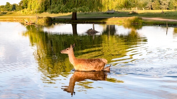 Red deer hind and calf crossing Heron Pond. Red deer often go into the ponds, one of their favoured crossing points is where the Boating Pool joins Heron Pond. Hinds can be very protective of their young and will chase off people and dogs who get too near.