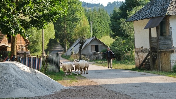 Milojko is bringing his sheep back from pasture.