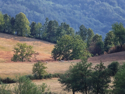 Picture of Zlatibor Hills - Zlatibor Hills