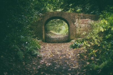 Small bridge in the woodland