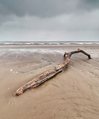 A washed up branch on the Burnham beach near the Low Lighthouse