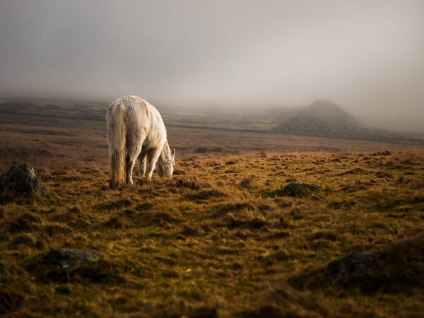 Dartmoor wild pony basking in the morning light with Foggintor Quarry in the distance