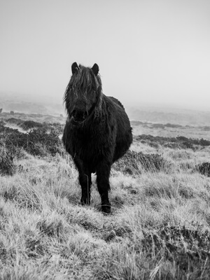 A lone wild pony out on Dartmoor