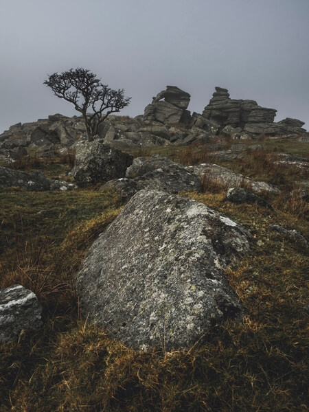 The summit of King's Tor.
Littered with lone trees and rock formations.