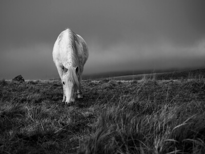 A lone white pony grazing near the base of King's Tor
