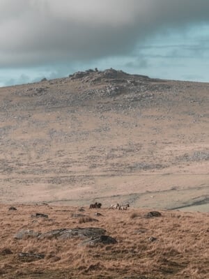 Dartmoor ponies running across Little Mis Tor, heading towards Great Mis Tor with Staple Tor as the backdrop.