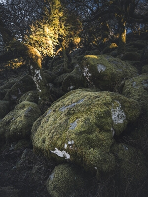 Mossy boulders in Wistman's Wood with the early morning sun breaking through the treeline