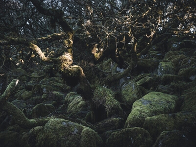 Mossy boulders in Wistman's Wood with the early morning sun breaking through the treeline