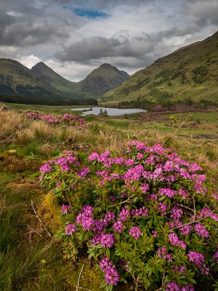 Rhododendron lighting up the valley and surrounding Lochan Urr