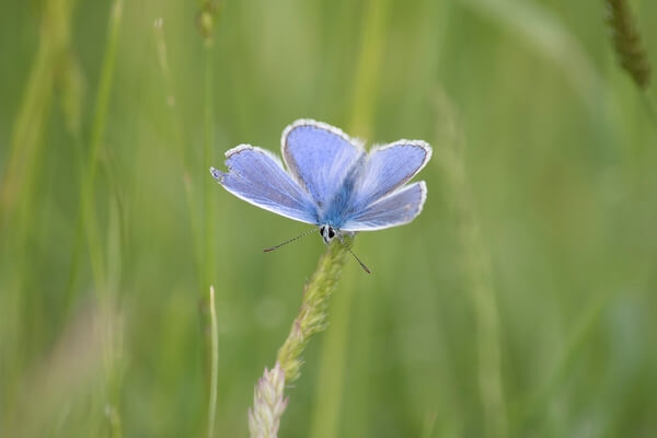 A Chalk Hill blue lounging in the long grass on Watlington Hill