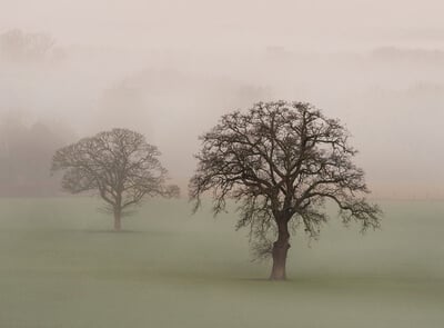 Bisham countryside in the Spring mist