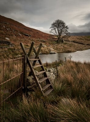 Stile and the lone tree