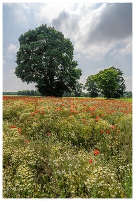 Wonderful field full of poppies with good background potential. 