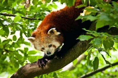 Red panda in Liberec ZOO