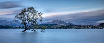 Otago photo locations - Lone Tree of Wanaka