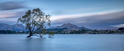 Otago photo locations - Lone Tree of Wanaka