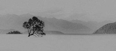pictures of New Zealand - Lone Tree of Wanaka