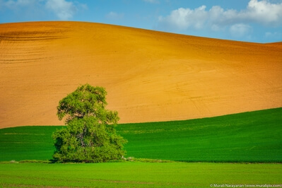 photo locations in Palouse - WA 194 Lone Trees