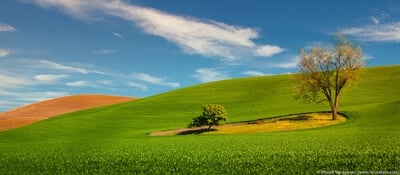 photography locations in Palouse - WA 23 Lone Tree
