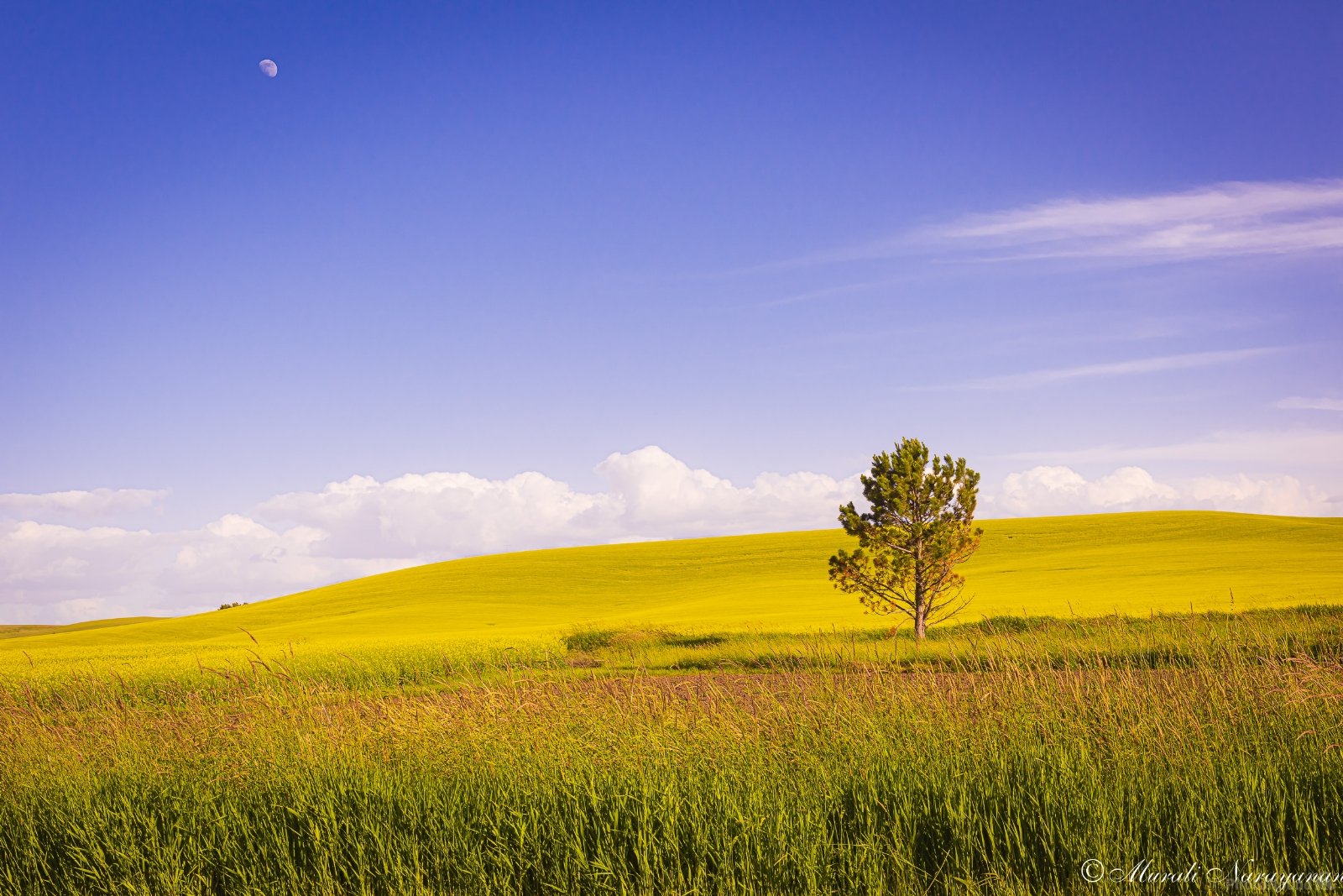 Image of Lone Tree in a Canola Field, Chambers Road by Murali Narayanan