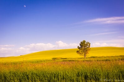 Whitman County instagram spots - Lone Tree in a Canola Field, Chambers Road