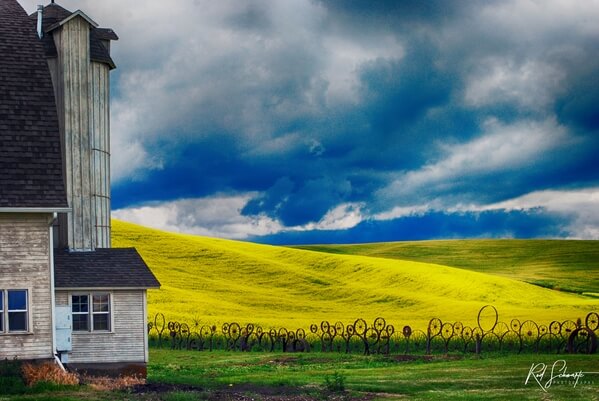 I took this photograph of the Dahmen Barn in August 2014, prior to the construction of the new addition to the barn which now blocks this particular view. The juxtaposition of dark storm clouds and bright yellow canola blossoms caught my attention as I was driving to Pullman from Lewiston, and I'm grateful that I took the time to stop for a few minutes to capture the scene.