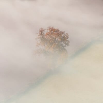 Autumnal Trees in the fog