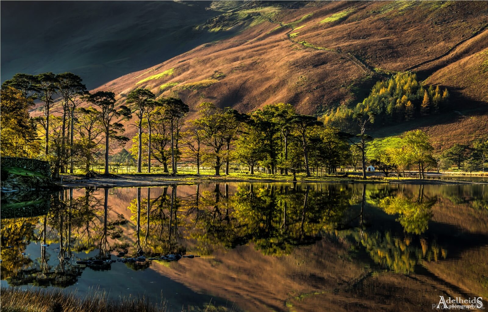 Image of Buttermere Pines, Lake District by Adelheid Smitt