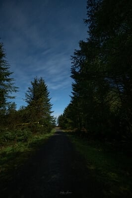 instagram locations in Wales - Brechfa Forest Walk