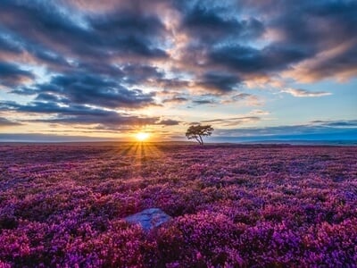 North Yorkshire photography locations - Lone Tree