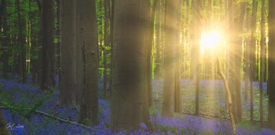 photography locations in Belgium - Bluebell festival, Hallerbos