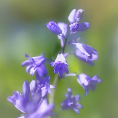 Picture of Bluebell festival, Hallerbos - Bluebell festival, Hallerbos