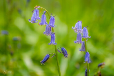 pictures of Belgium - Bluebell festival, Hallerbos