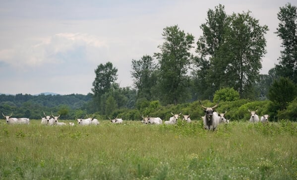 Slavonian-Podolian cow