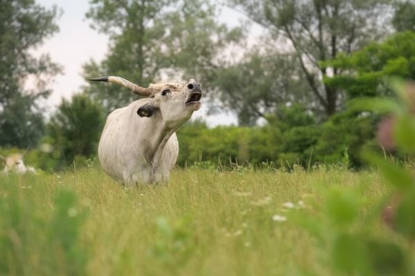 Slavonian-Podolian cow