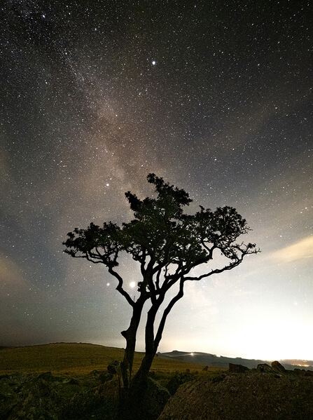 A lone tree at night