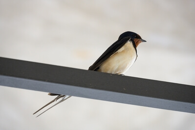 Barn swallow in the monastery