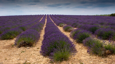 pictures of France - Stone House in the Lavender Field, Valensole