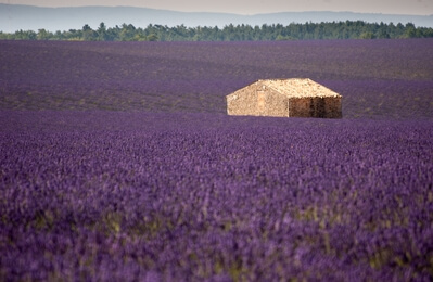 France images - Stone House in the Lavender Field, Valensole