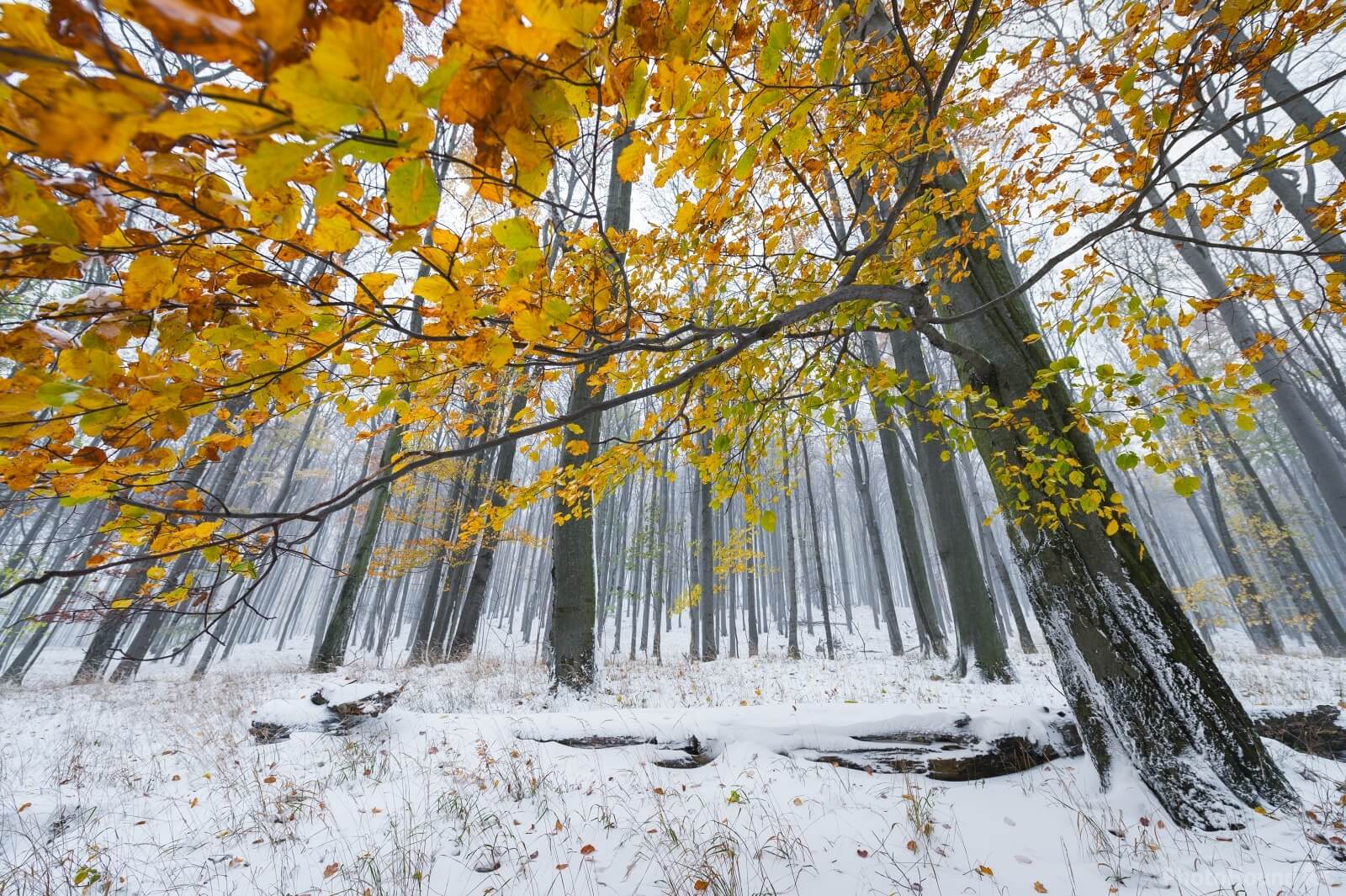 Image of The beech forest under the Studený Hill by VOJTa Herout