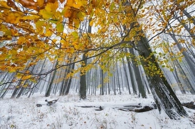 Ceska Kamenice instagram spots - The beech forest under the Studený Hill