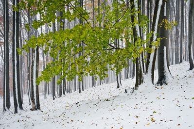 The beech forest under the Studený Hill after an unexpected autumn snowstorm