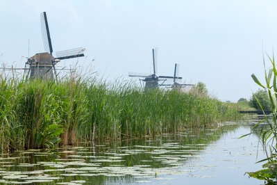Picture of Windmills of Kinderdijk - Windmills of Kinderdijk